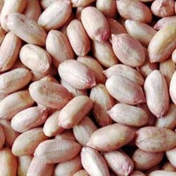 Manufacturers Exporters and Wholesale Suppliers of Fresh Groundnut Coimbatore Tamil Nadu